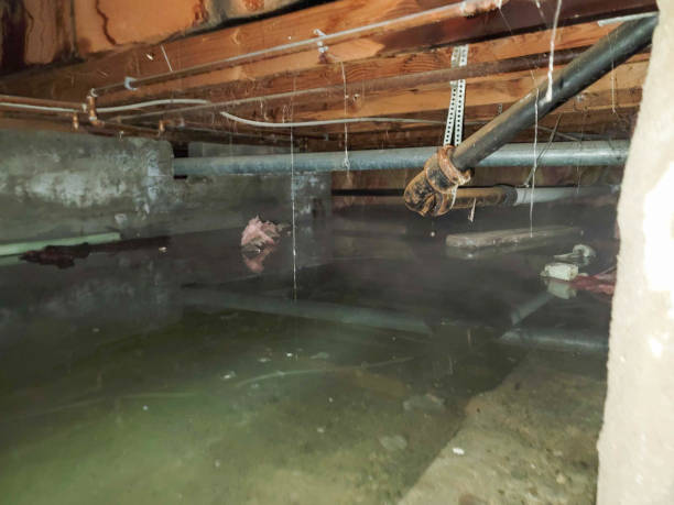 Best Flood damage cleanup  in North Manchester, IN