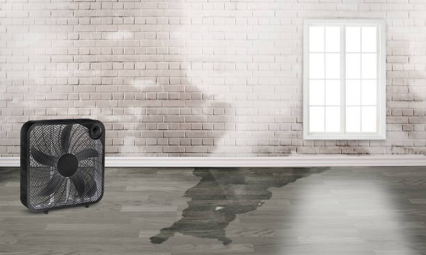 Best Mold removal after water damage  in North Manchester, IN